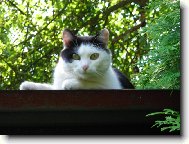 Na strom se za mnou nedostaneš....