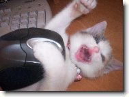 Tak jsem ji konečně chytla !!! To je má první myš !