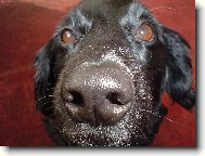 Ajka strká nos kam nemá