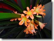 Hurá, rozkvetla poprvé po letech