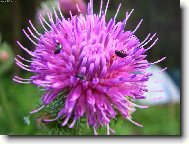 Jak se žije broučkům