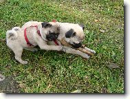 Jsme veselí, jsme hraví