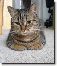 Sexina jako krabička od sirek