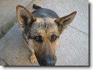 Ušiska místo křidýlek