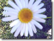 nejkrásnější květina na loukách