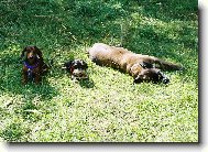 míša elinka a bohunka