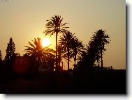 Západ slunce v korunách palem