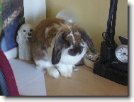 Králíček Teddíček