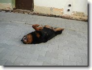 Sanny -desetiměsíční štěně