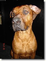 rhodéský ridgeback