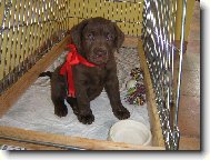 Náš dáreček Abbynka