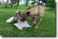 k princeznám se nečuchá