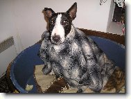 Jsem velká frajerka