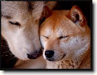 Šeptej mi to prosím, potichoučku...