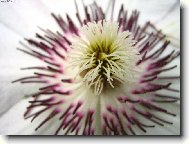 Plamének neboli Klematis