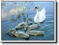 ...labutí rodinka...