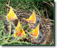 KASTINK NA NOVÝ 4TET