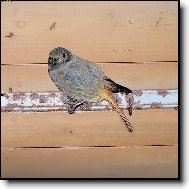 nachytali ptáčka...