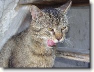 Bobišek po snídani.