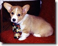 Slaďoučká Welsh corgi pembroke holčička