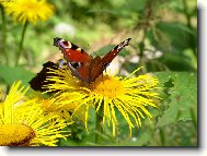 motýl na kolotočníku