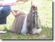 Moja láska CH.Jeron Atrei