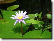 Mám se k světu,už kvetu