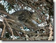 Na stromě je mi nejlépe