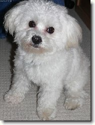 Já ty bačkory nerozkousal...