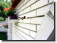 Zvědavá vosička...