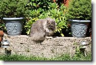 kdepak je ta myška..