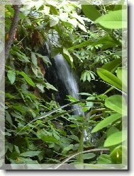 Z tropického skleníku v ZOO Safari