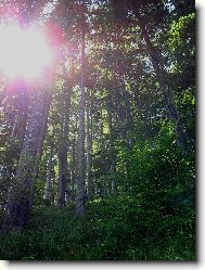 bukový les na Čeladné