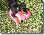 Gordonsetří láska...