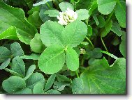 čtyři lístky pro štěstí