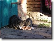 KOŤÁTKA  VEČEŘÍ