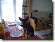 Bobík čeká na oběd