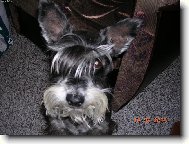 Prosím, prosím, smutně koukám