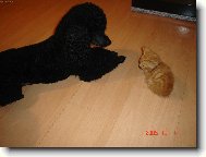 náš malý nalezenec