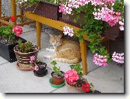 Tady se schovává naše kočička před sluncem