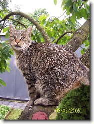 Kočička na třešni