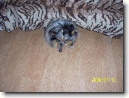 Džesinka se urazila