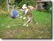 skáču dobře,skáču rád