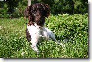 Nejlepší vegáč je na zahrádce