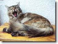 Nuda, nuda, šeď, šeď...