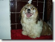 To je ale sranda!Proč se tak ksichtíš?