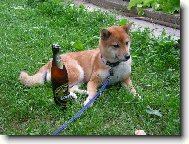 po pořádné práci orosená odměna