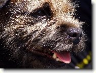 Detail border teriér