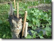 Naše kočka a rodinné okurky