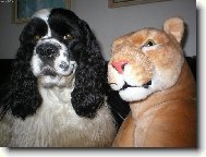 tož kdo je tady šelma